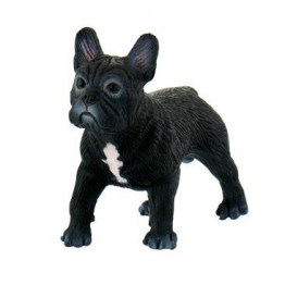 Miniatura Bulldog Francês – Animais Domésticos